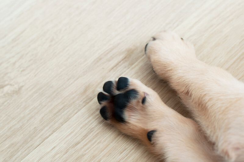 Koiran tassut vinyylilankun päällä